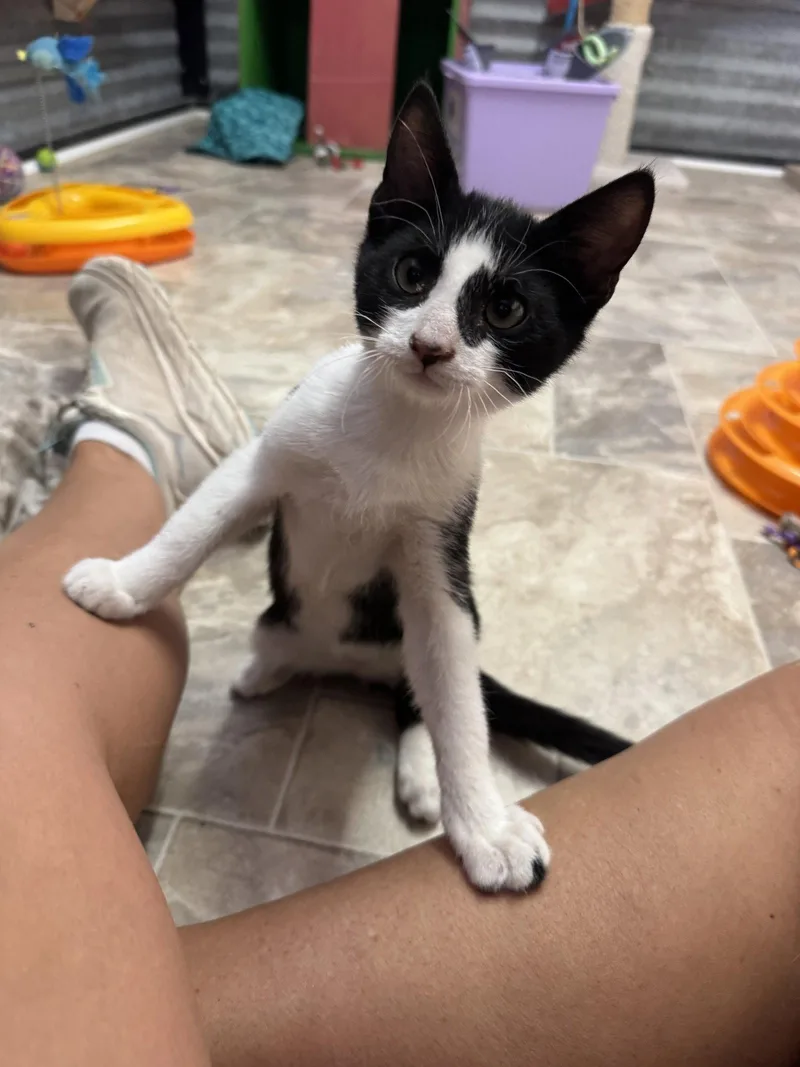 A baby medium-sized male Domestic Short Hair cat named Tiny Tim for adoption in Williamsburg, NM