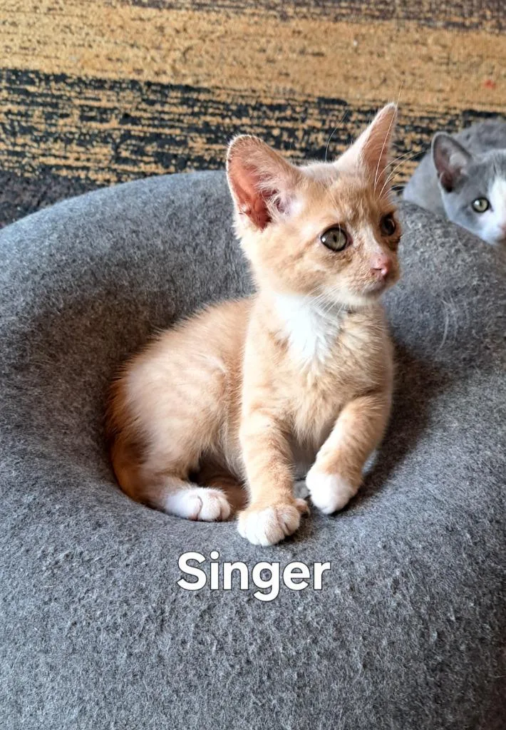 A baby small-sized male Domestic Short Hair cat named Singer for adoption in Plattsburgh, NY
