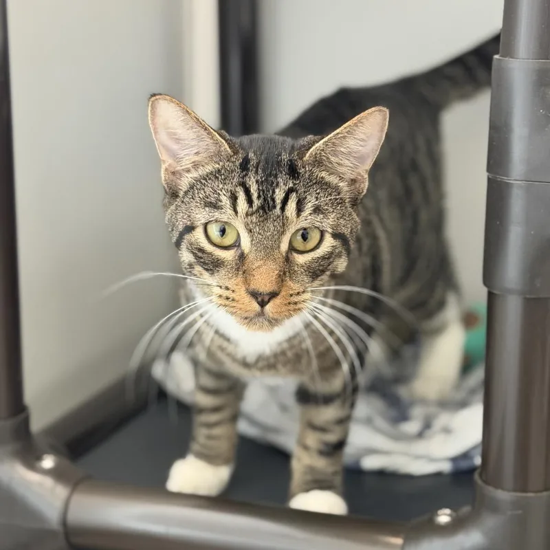 A young small-sized male Brown / Chocolate Domestic Short Hair cat named Siu Mai for adoption in New York, NY