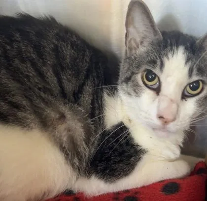 An adult small-sized male Domestic Short Hair cat named Mikey for adoption in Roseville, CA