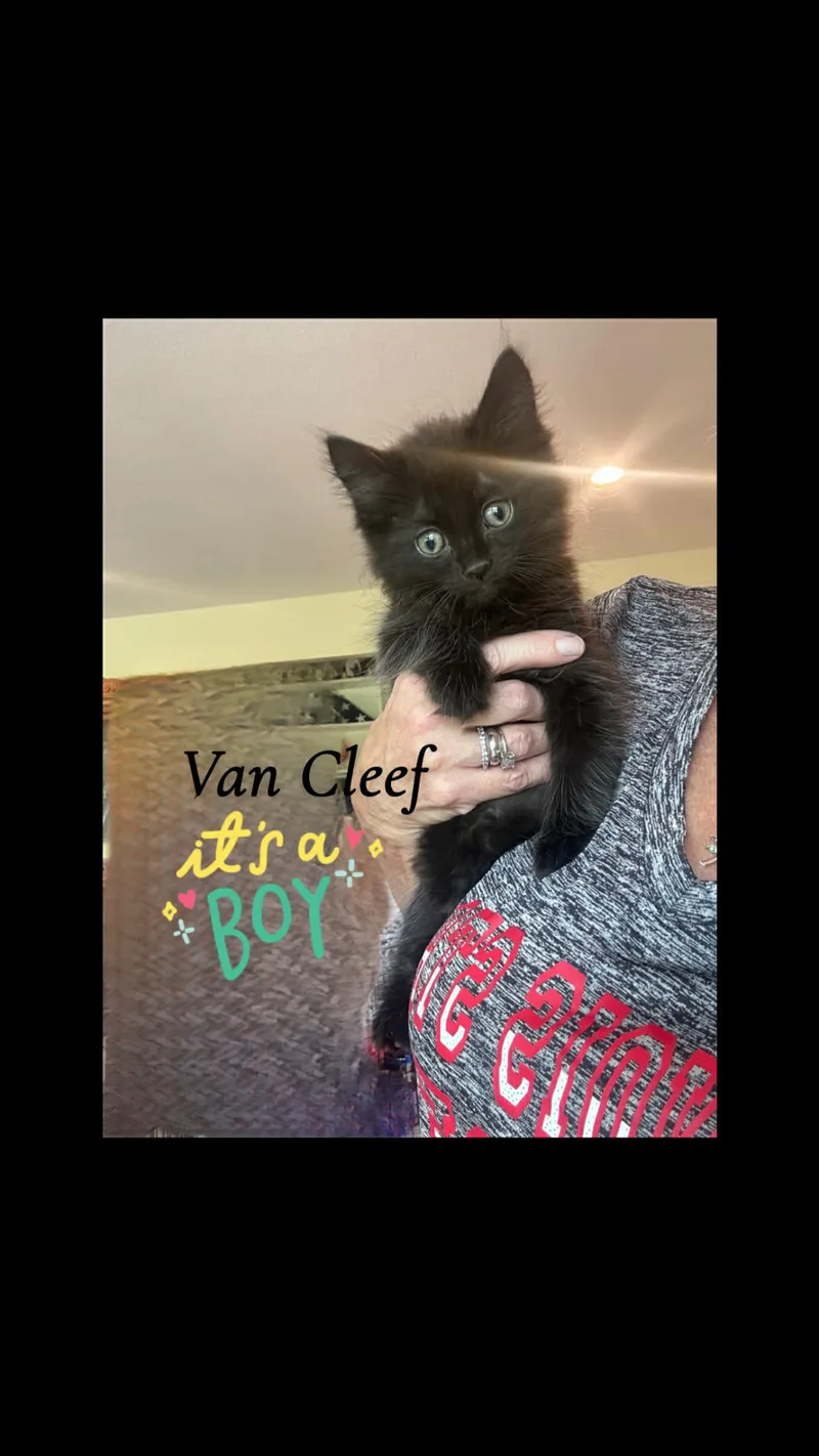 A baby medium-sized male Black Domestic Long Hair cat named Van Cleef for adoption in Saginaw, MI