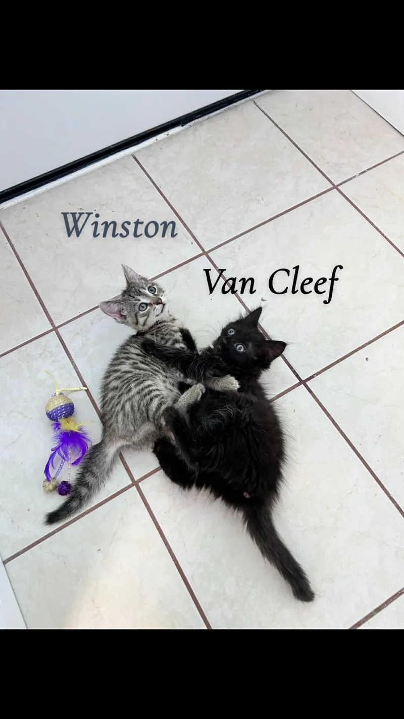 Van Cleef thumbnail 2