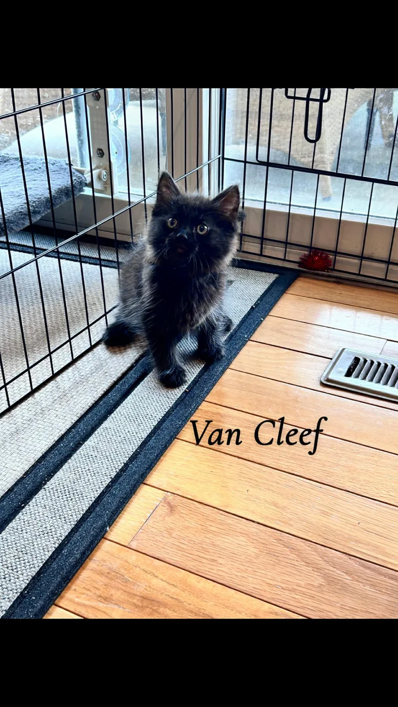 Van Cleef thumbnail 3