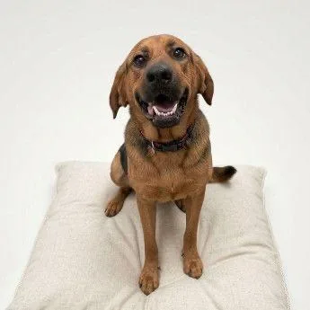 An adult large-sized female Brown / Chocolate Mixed Breed dog named Pawla Deen for adoption in Buffalo, MN