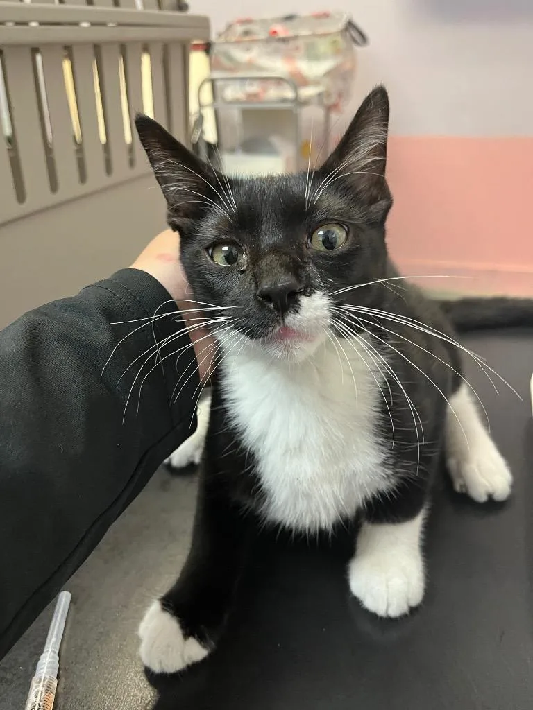 A baby small-sized male Domestic Short Hair cat named Stash for adoption in New Braunfels, TX