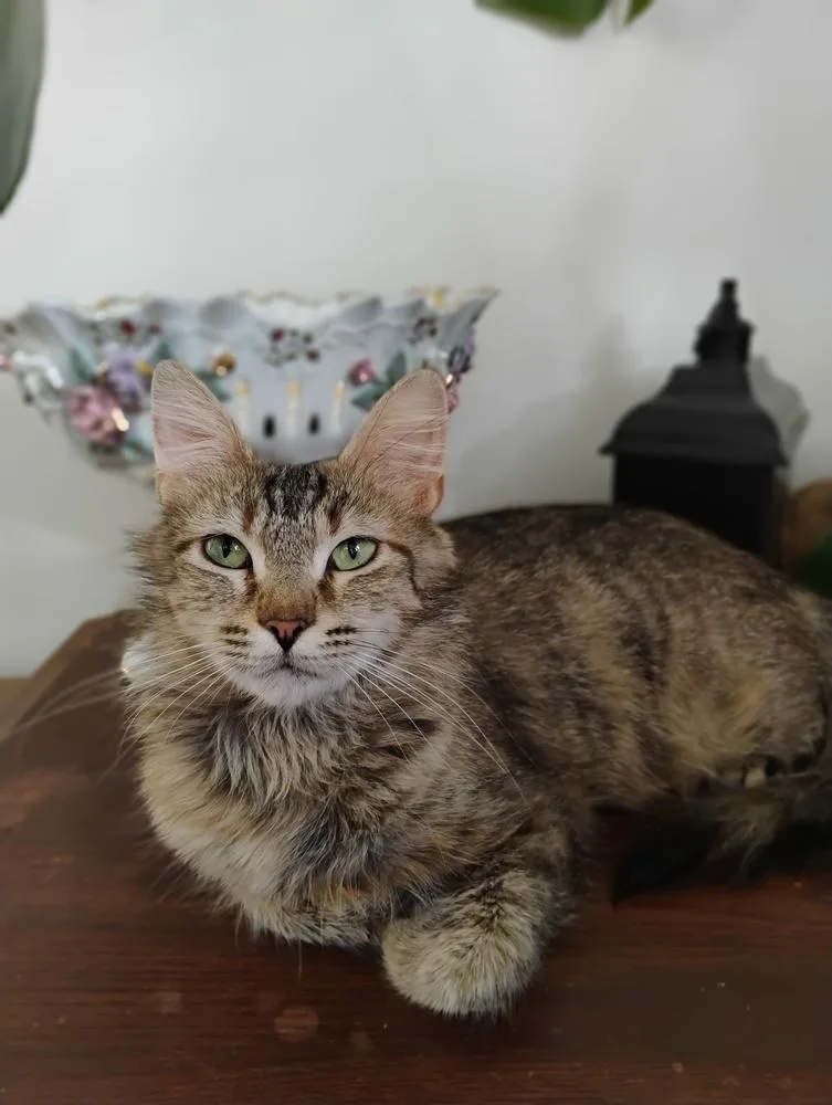 An adult medium-sized female Domestic Medium Hair cat named Merengue for adoption in Oak Park, MI