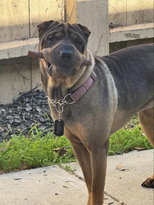 An adult medium-sized female Shar-Pei dog named Sheba for adoption in Lake Forest, CA
