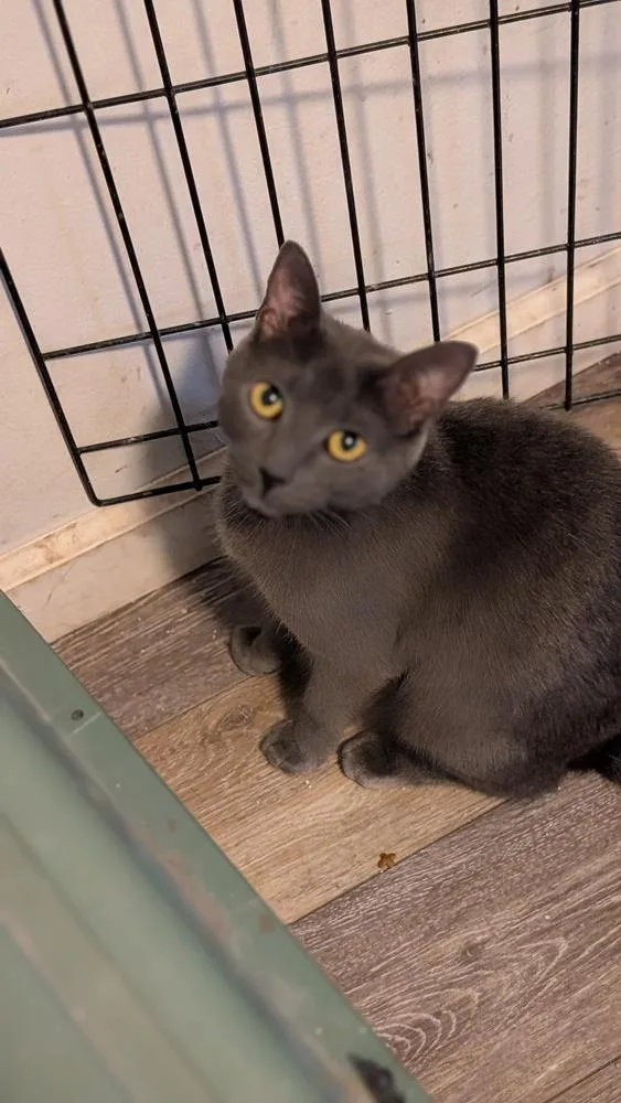 A young small-sized female Gray / Blue / Silver Domestic Short Hair cat named Gray Mom Momma Cat for adoption in Plymouth, MI