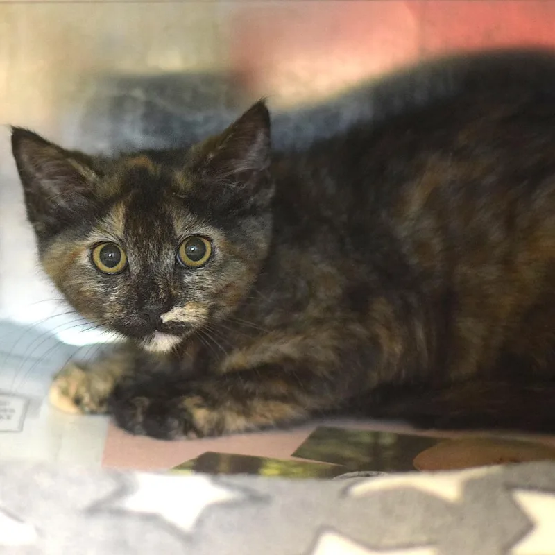 A baby small-sized female Tortoiseshell Domestic Short Hair cat named Chaco for adoption in Belleville, IL