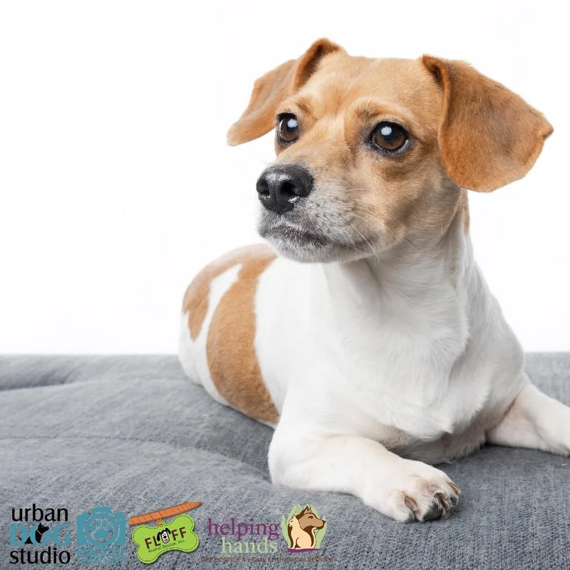 A young small-sized female White / Cream Beagle dog named Margo for adoption in Seminole, FL