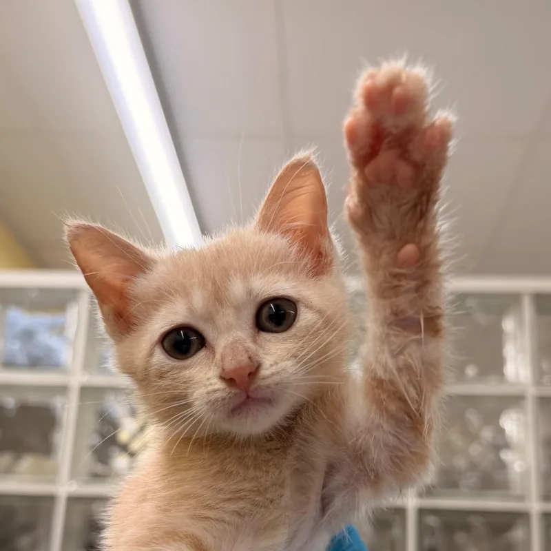 A baby small-sized female Domestic Short Hair cat named Luna for adoption in West Palm Beach, FL