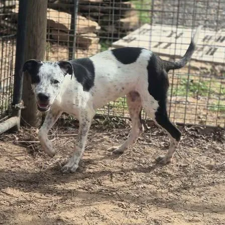 A young medium-sized male Australian Cattle Dog / Blue Heeler dog named Lucky for adoption in Dover, AR