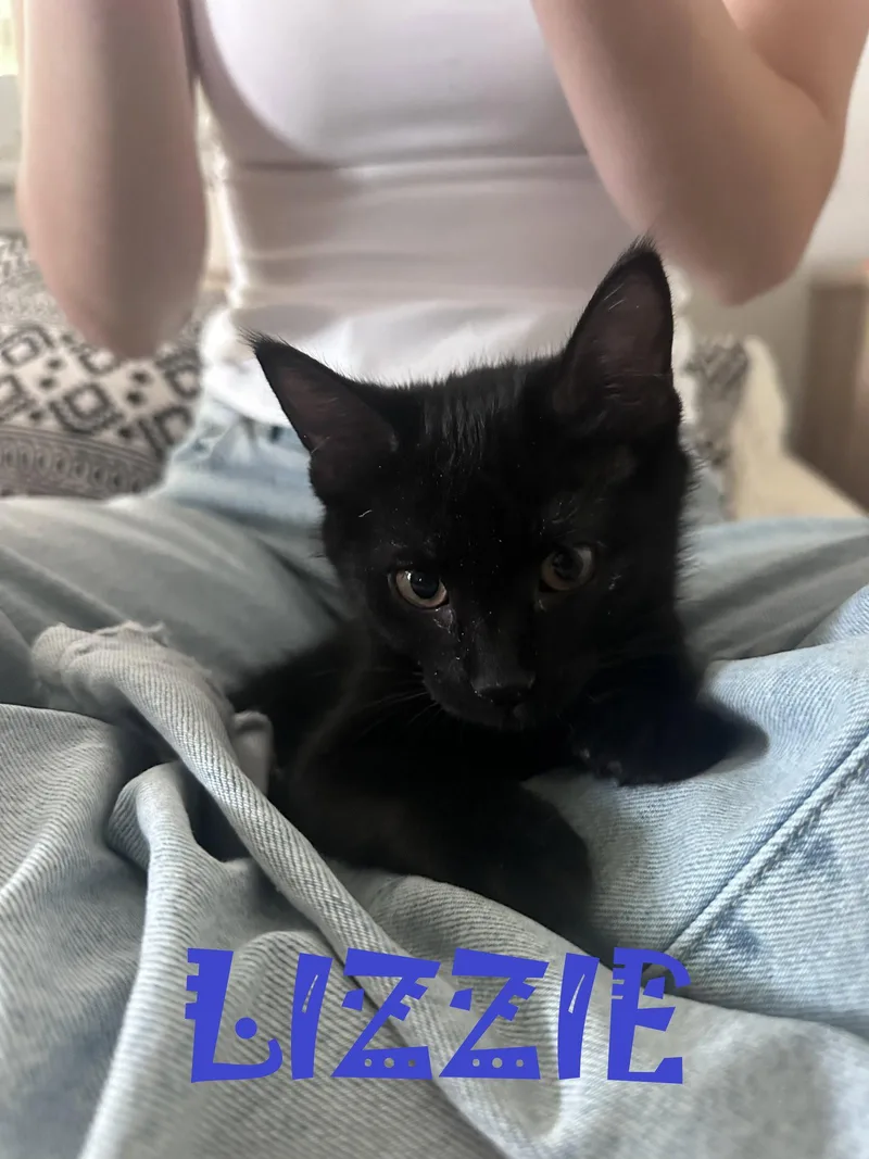 A baby small-sized female Black American Shorthair cat named Lizzie for adoption in Walnut Creek, CA