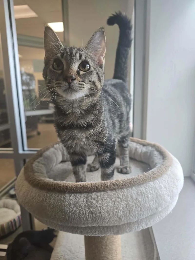 A baby medium-sized male Tabby (Brown / Chocolate) Domestic Short Hair cat named Aldo for adoption in Chambersburg, PA