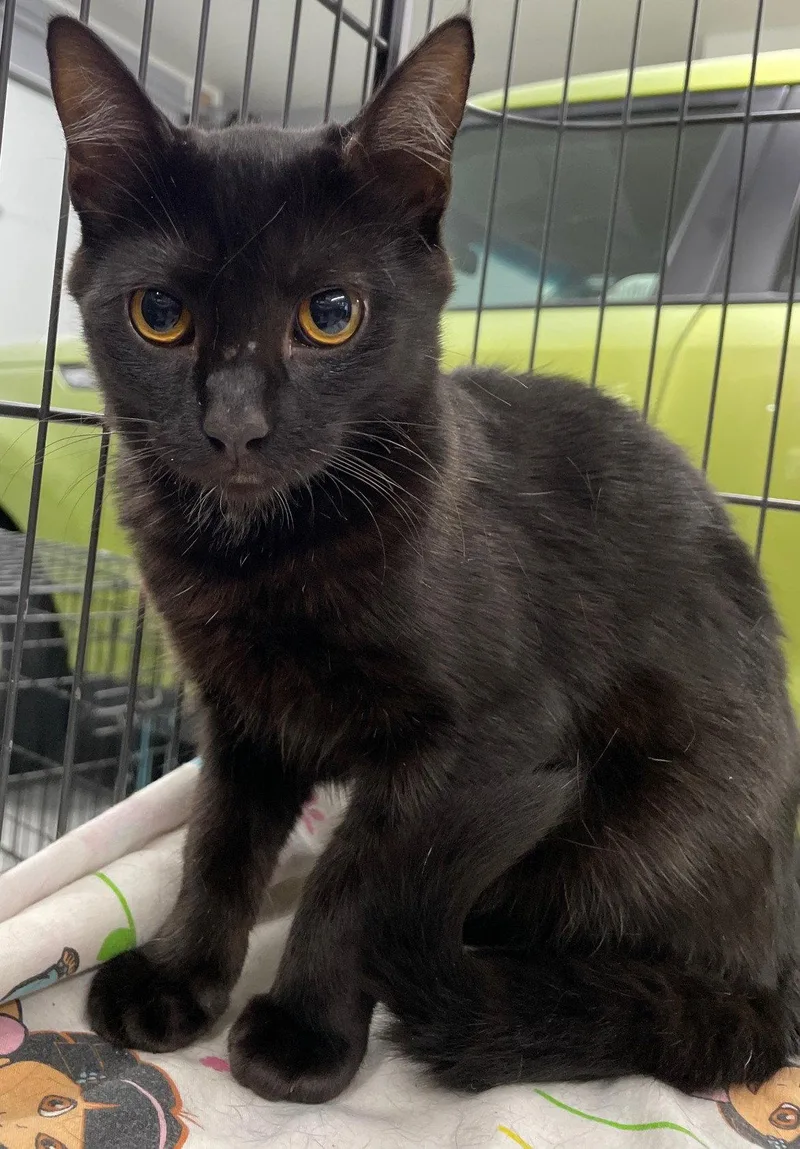 A baby medium-sized female Black Domestic Short Hair cat named Crumpet for adoption in Island Lake, IL