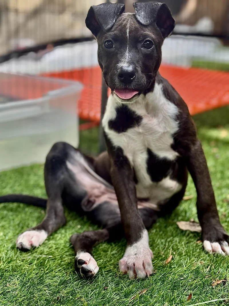 A baby medium-sized female Black Mixed Breed dog named Pigeon for adoption in Proctorville, OH