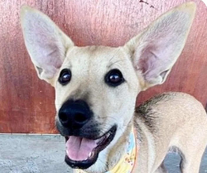 A baby medium-sized female Mountain Dog dog named Colleen for adoption in San Ramon, CA