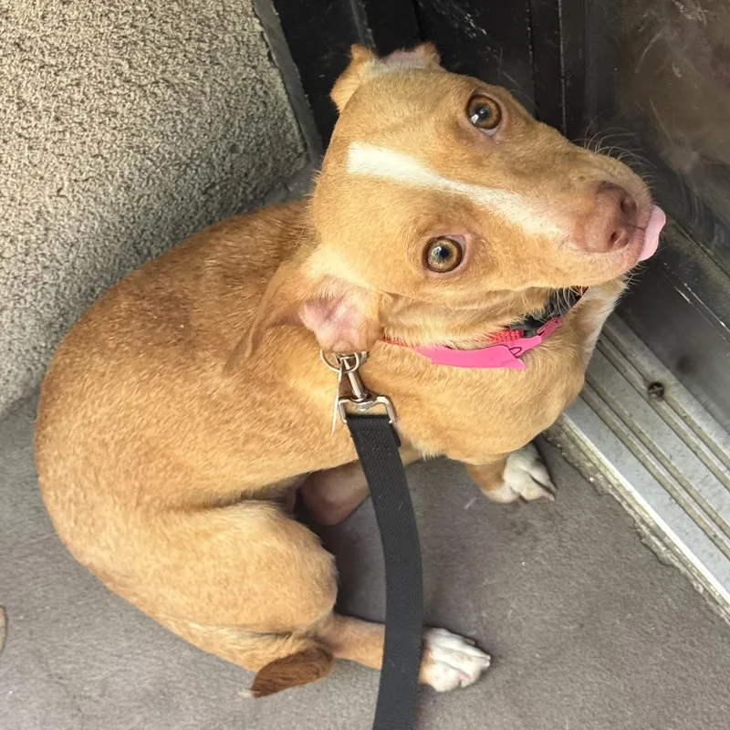 A young small-sized female Red / Chestnut / Orange Chihuahua dog named Zara for adoption in Brooklyn, NY