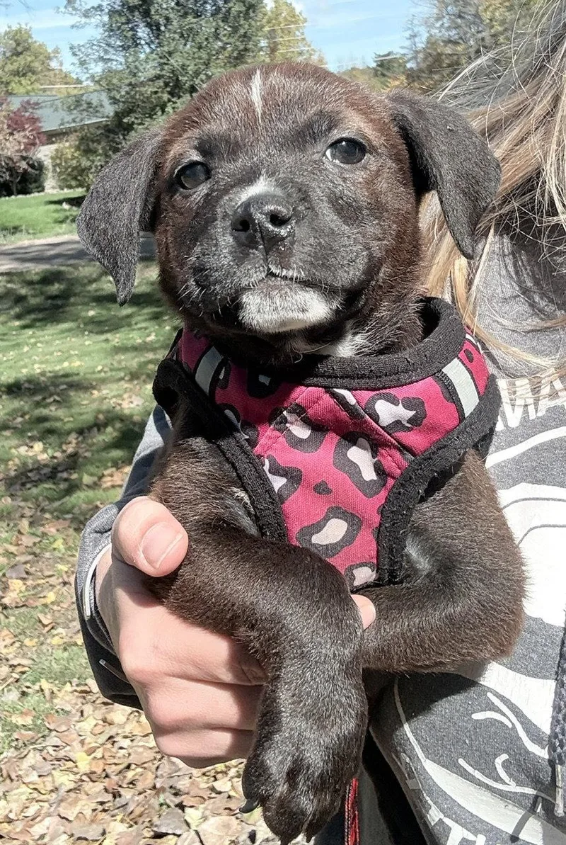 A baby large-sized female Pit Bull Terrier dog named Zappy for adoption in Oxford, MI