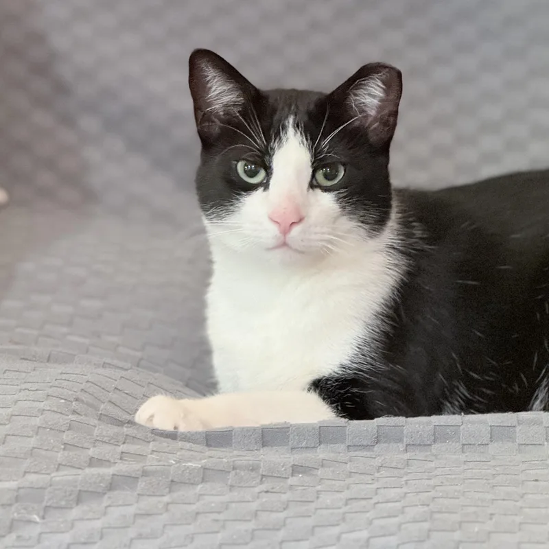 A young medium-sized female Black & White / Tuxedo American Shorthair cat named Mew Mew for adoption in Philadelphia, PA