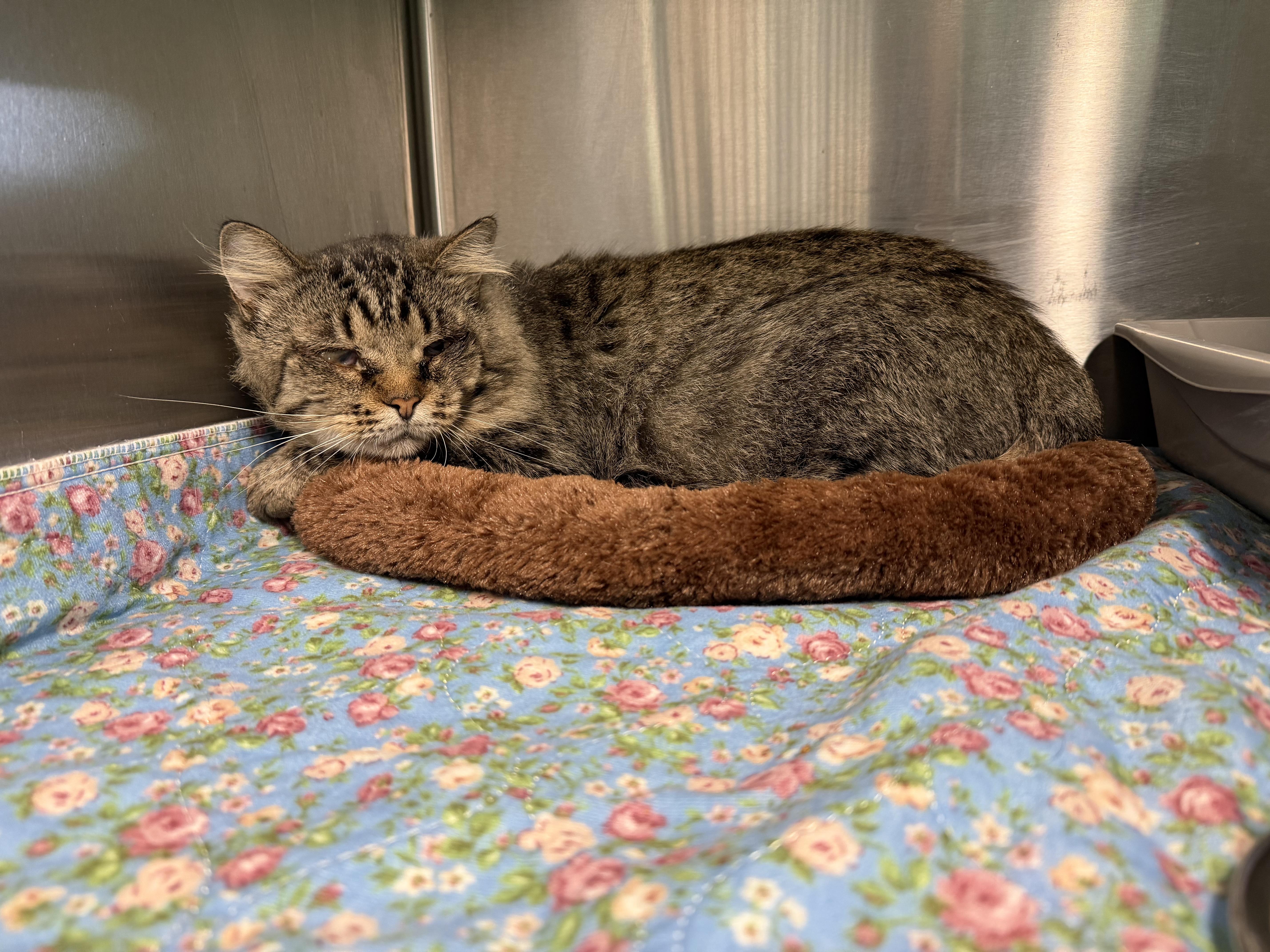 An adult large-sized male Domestic Long Hair cat named Maglight for adoption in Boonville, MO