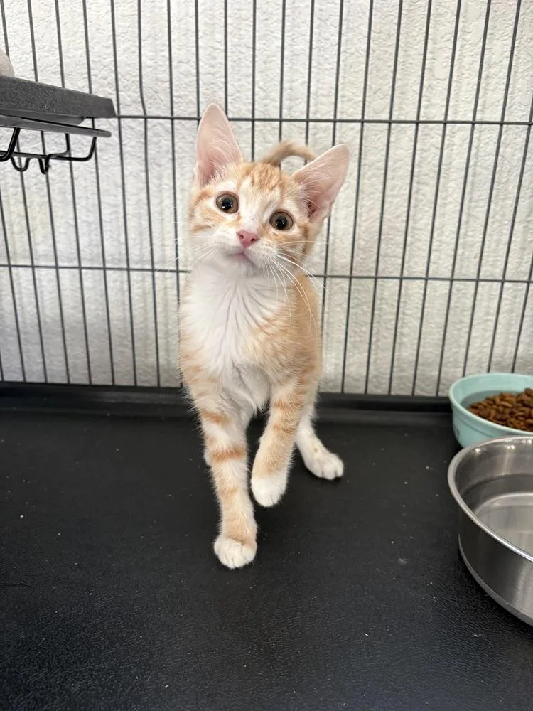 A baby small-sized male Domestic Short Hair cat named Tavi for adoption in Oakdale, CA