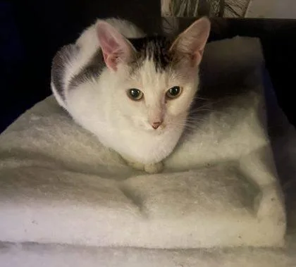 An adult small-sized female Domestic Short Hair cat named Cleo for adoption in West Chester, PA