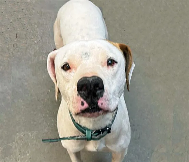 A young large-sized male Pit Bull Terrier dog named Balin for adoption in Tucson, AZ