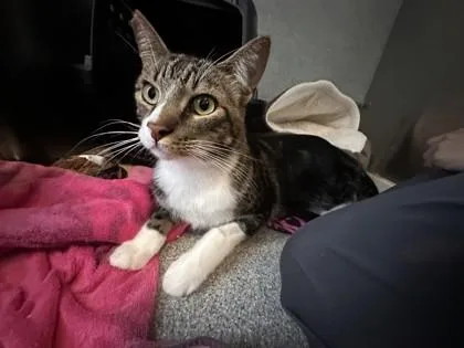 An adult small-sized male Domestic Short Hair cat named Jackson for adoption in Roseville, CA