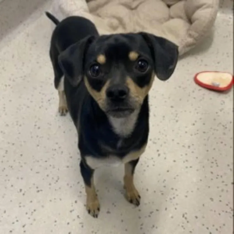 An adult small-sized male Chihuahua dog named Tuck for adoption in Red Bluff, CA
