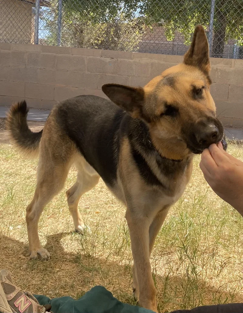 A young large-sized male Black German Shepherd Dog dog named Chance for adoption in Phoenix, AZ