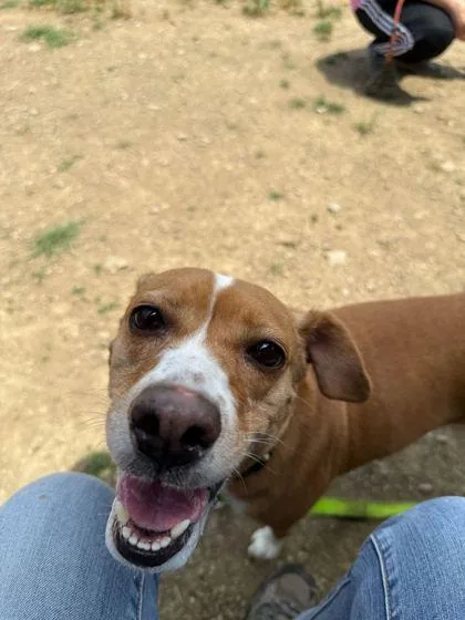 An adult small-sized female Mixed Breed dog named Marley for adoption in Sevierville, TN