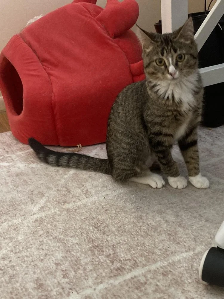 Momohiki thumbnail 2