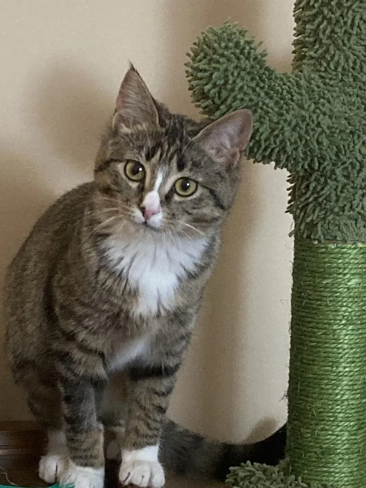 Momohiki thumbnail 4