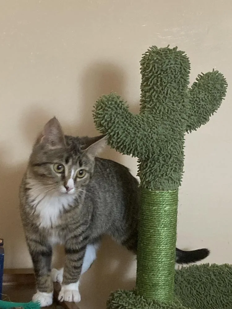 Momohiki thumbnail 5