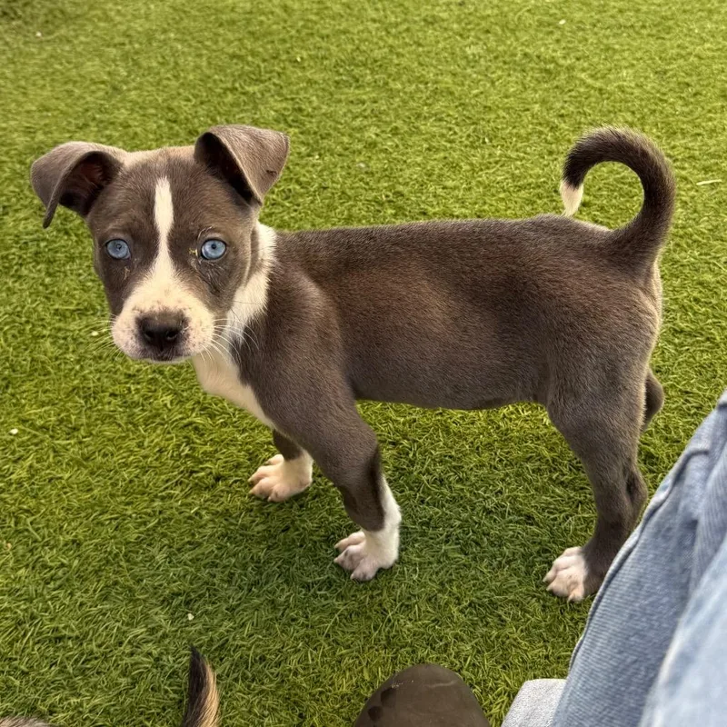 A young medium-sized female Black Mixed Breed dog named Eclipse AKA Bella for adoption in LOXAHATCHEE, FL
