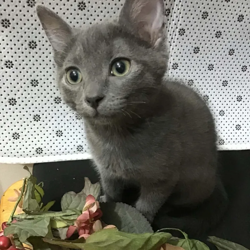 A baby medium-sized female Gray / Blue / Silver Domestic Short Hair cat named Janet for adoption in Martinsville, IN
