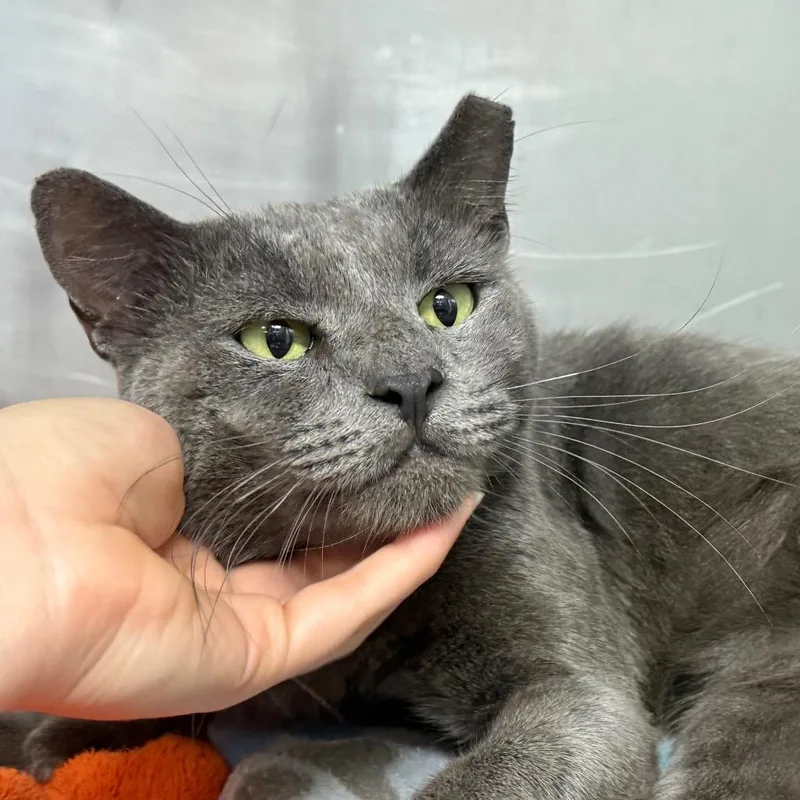 An adult large-sized male Gray / Blue / Silver Domestic Short Hair cat named Tom Holland for adoption in Lauderhill, FL