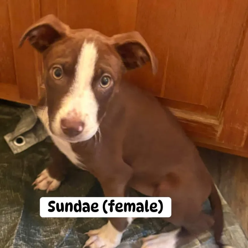A baby medium-sized female Brown / Chocolate Mixed Breed dog named Sundae for adoption in Brewton, AL