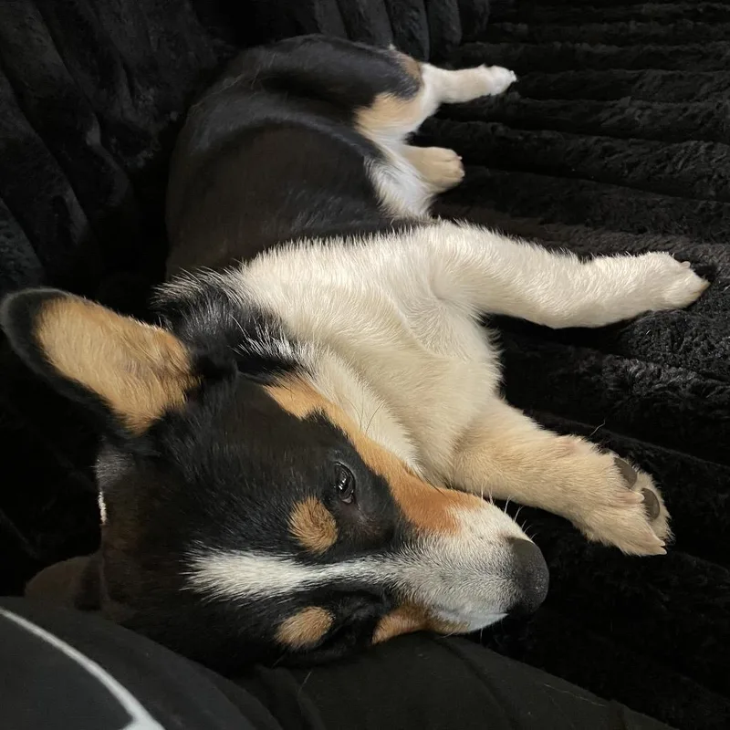 A young medium-sized male Black Corgi dog named Corndog for adoption in Tacoma, WA