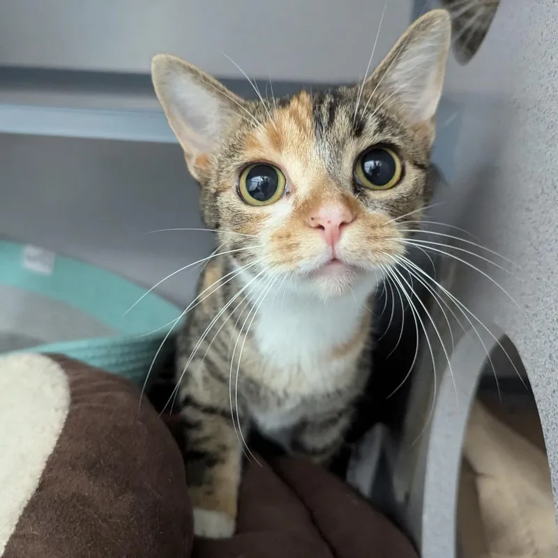 An adult medium-sized female Torbie Domestic Short Hair cat named Emery for adoption in Evansville, IN