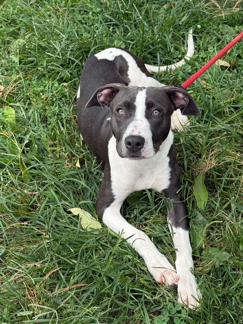 An adult medium-sized female White / Cream Pit Bull Terrier dog named Cher for adoption in Springfield, IL
