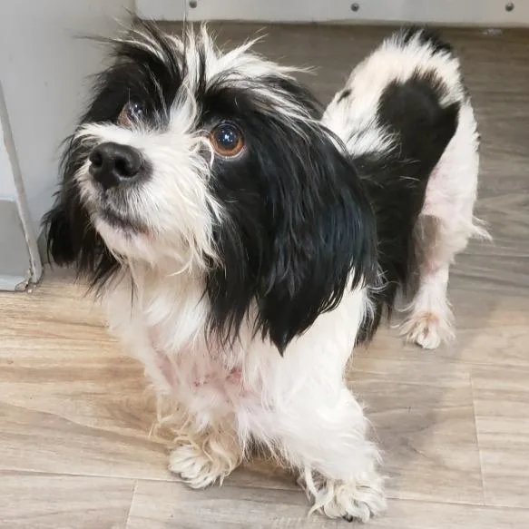 A young small-sized female Maltese dog named HPCStray for adoption in San Jacinto, CA