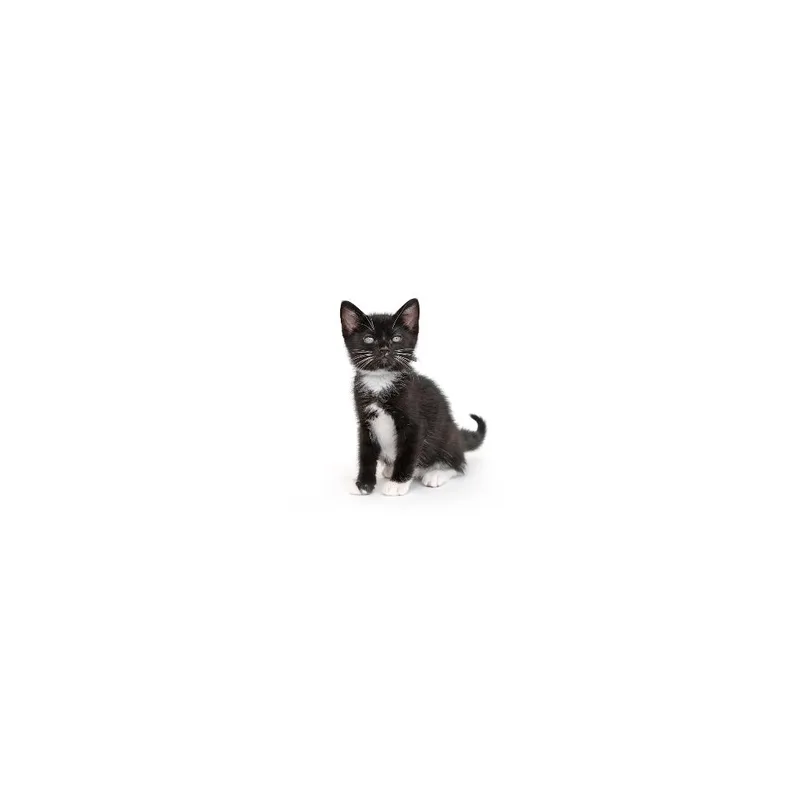 A baby small-sized male Black Domestic Short Hair cat named Slushie for adoption in Playa Vista, CA