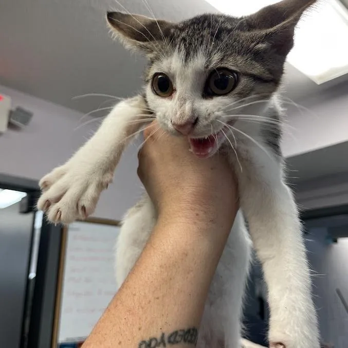 A baby medium-sized male Brown / Chocolate Domestic Short Hair cat named Mad Hatter for adoption in Port Charlotte, FL
