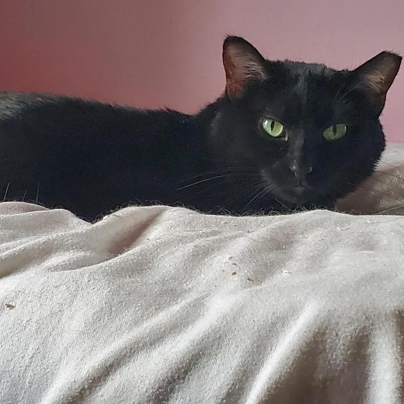 Mamma Midnight thumbnail 2