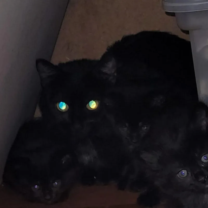 Mamma Midnight thumbnail 3