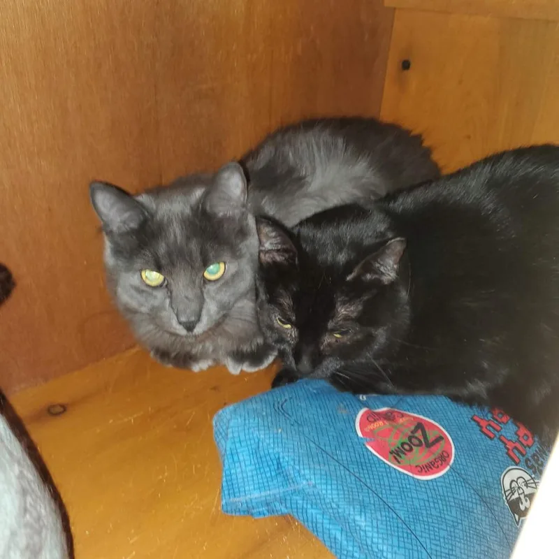 Mamma Midnight thumbnail 5