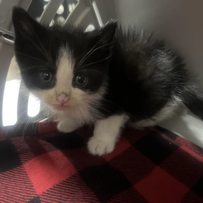 A baby small-sized male Black Domestic Short Hair cat named Skunk for adoption in Sioux Falls, SD