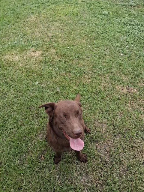 A young medium-sized female Labrador Retriever dog named Sage for adoption in Midway, UT